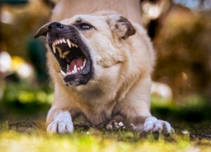 Canine Vocalization: Decoding Excessive Barking Behavior