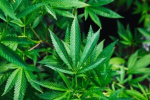 Cannabis Psychology: Mapping the Psychoactive Mind