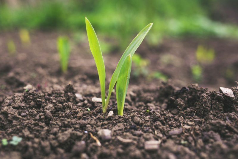 Cognitive Modeling: Predict Soil for Peak Growth