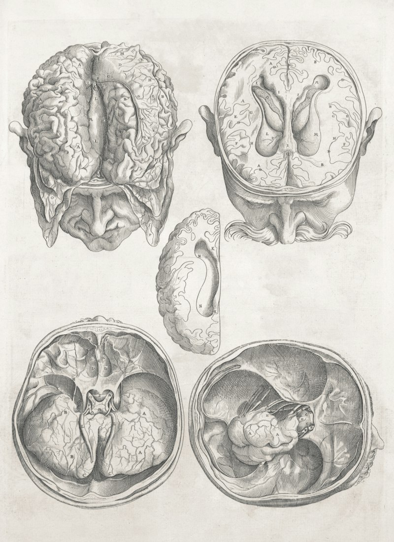 Cranial Morphology: How Skull Shape Shapes Social Bias