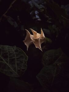 Datura Inoxia: The Dark Psychology of Ancient Plants