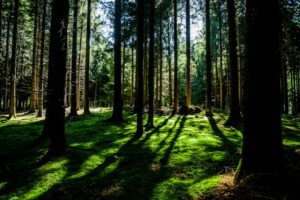 Environmental Determinism: How Your Surroundings Shape You