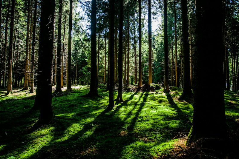 Environmental Determinism: How Your Surroundings Shape You