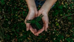 Environmental Psychology: Nature as a Mental Healer