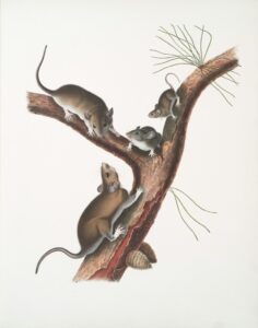 Ethology: Decoding the Roots of Animal Behavior