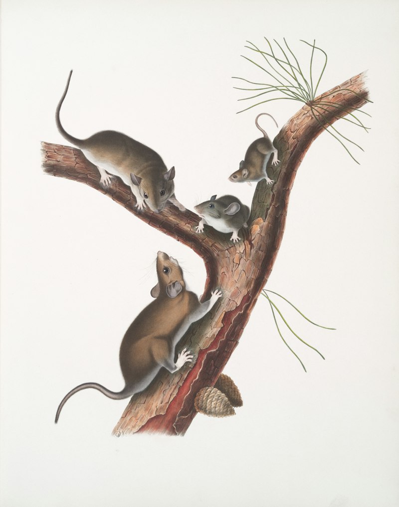 Ethology: Decoding the Roots of Animal Behavior
