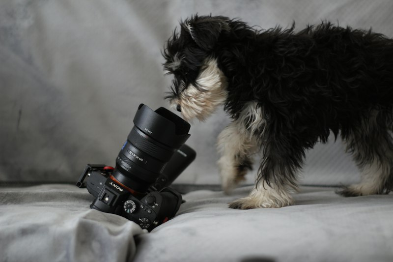 Lloyd Morgan's Canon: Simplify Animal Behavior
