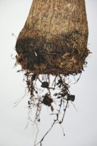Mixed Neurosis: Untangling the Roots of Dual Distress