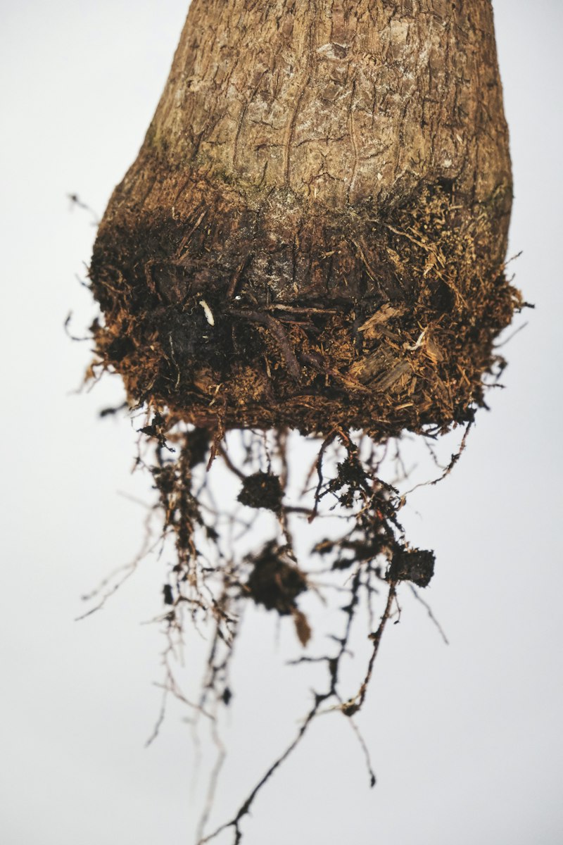 Mixed Neurosis: Untangling the Roots of Dual Distress