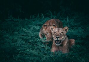 Neuroethology: How Animal Instincts Master Survival