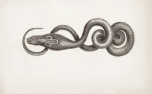 Ophidiophilia: Why We Are Drawn to the Serpent