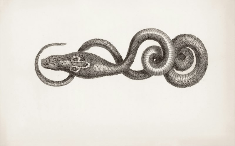 Ophidiophilia: Why We Are Drawn to the Serpent