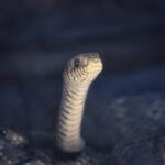 Ophidiophobia: Why We Fear Snakes and How to Heal