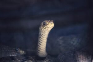 Ophidiophobia: Why We Fear Snakes and How to Heal