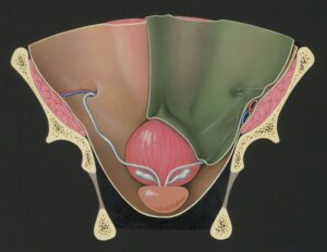 Paruresis: Overcoming the Bashful Bladder
