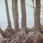 Prephallic Development: The Hidden Roots of Self