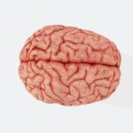 Prepotent Response: Why Your Brain Chooses the Easy Path