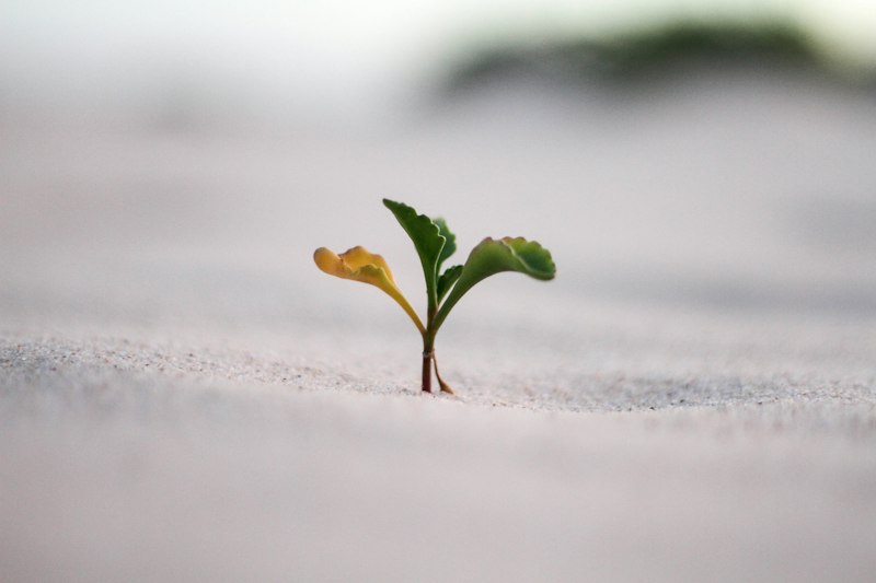 Pseudoachondroplasia: Cultivating Resilience in Growth