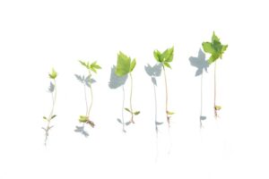Teratology: Understanding the Roots of Developmental Growth