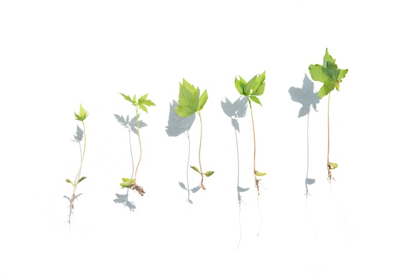 Teratology: Understanding the Roots of Developmental Growth