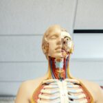 Velum Anatomy: The Hidden Mechanics of Human Speech