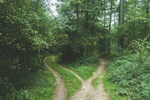 Wandering Behavior: Why the Mind Seeks an Endless Path